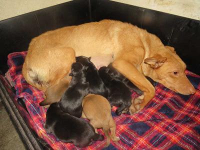 Luna and puppies (1)